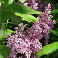 Syringa x prestoniae 'James Macfarlane'