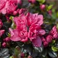 Rhododendron obtusum 'Rosinetta'®