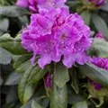Rhododendron 'Lee´s Dark Purple'