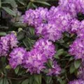 Rhododendron 'Alfred'