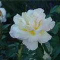 Rosa 'Peace'