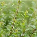 Spiraea x arguta