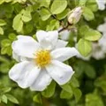 Rosa spinosissima