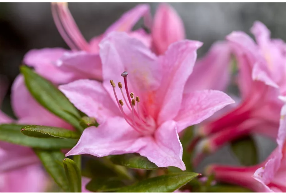 Rhododendron viscosum 'Pennsylvania'
