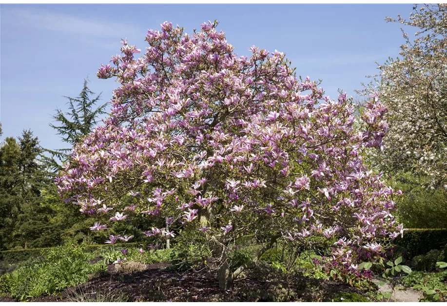 Magnolie 'Galaxy'