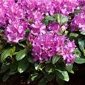 Rhododendron 'Pink Purple Dream'®