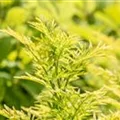 Sambucus nigra 'Golden Tower'