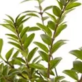 Lonicera nitida