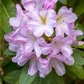 Rhododendron 'Paola'