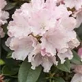 Rhododendron yakushimanum 'Schneekrone'