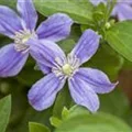 Clematis diversifolia 'Arabella'