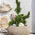 Thuja occidentalis 'Sagrada'