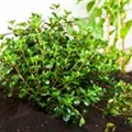 Rhododendron obtusum 'Gislinde'