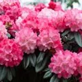 Rhododendron yakushimanum 'Fantastica'