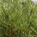 Pinus densiflora 'Alice Verkade'