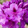 Rhododendron 'Azurro'