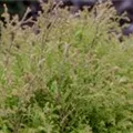 Thuja occidentalis 'Golden Tuffet'