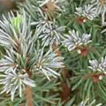 Picea glauca 'Sander´s Blue'