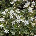Potentilla tridentata 'Nuuk'