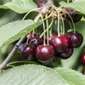 Prunus avium 'Sam'