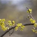 Cornus mas 'Aurea'