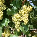 Vitis vinifera 'Seyval Blanc'