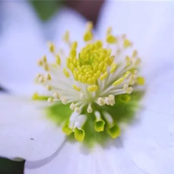 Christrose - Einpflanzen im Garten