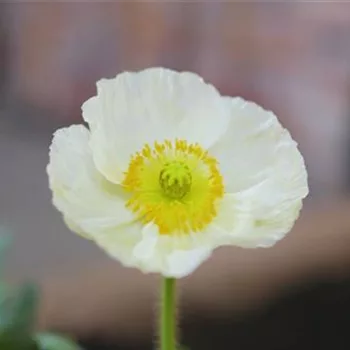 Mohn - Einpflanzen im Garten