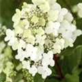 Hydrangea arborescens