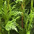 Thuja plicata 'Martin'