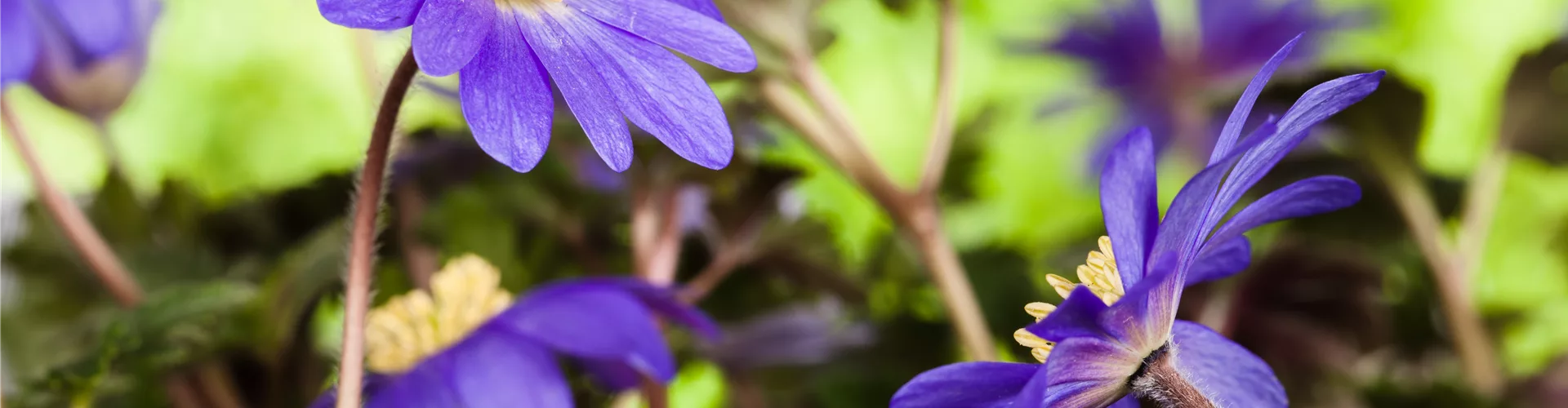 Gartenfreude zu verschenken!