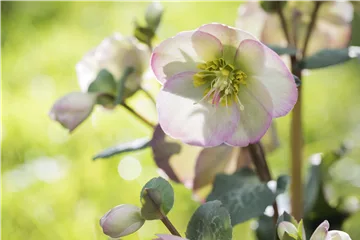 Christrose und Lenzrose