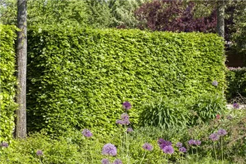 Hecken vor Streusalz schützen