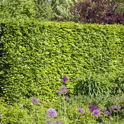 Hecken vor Streusalz schützen