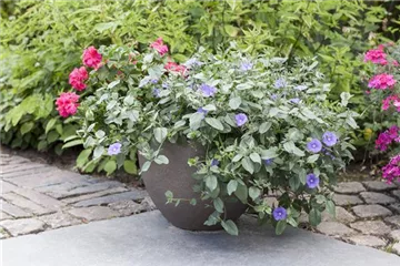 Kübelpflanzen gießen