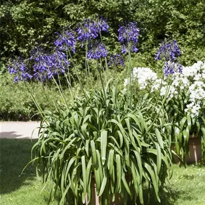 Schmucklilien umtopfen