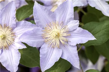 Der richtige Platz für Waldrebe