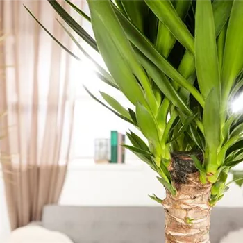 Palmlilien richtig schneiden