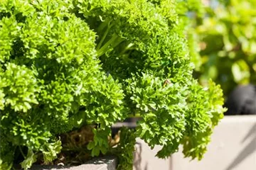 Anlegen des Kräutergartens