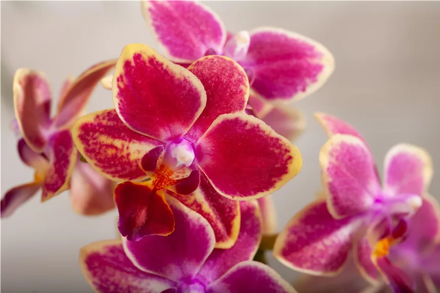 Phalaenopsis multiflora
