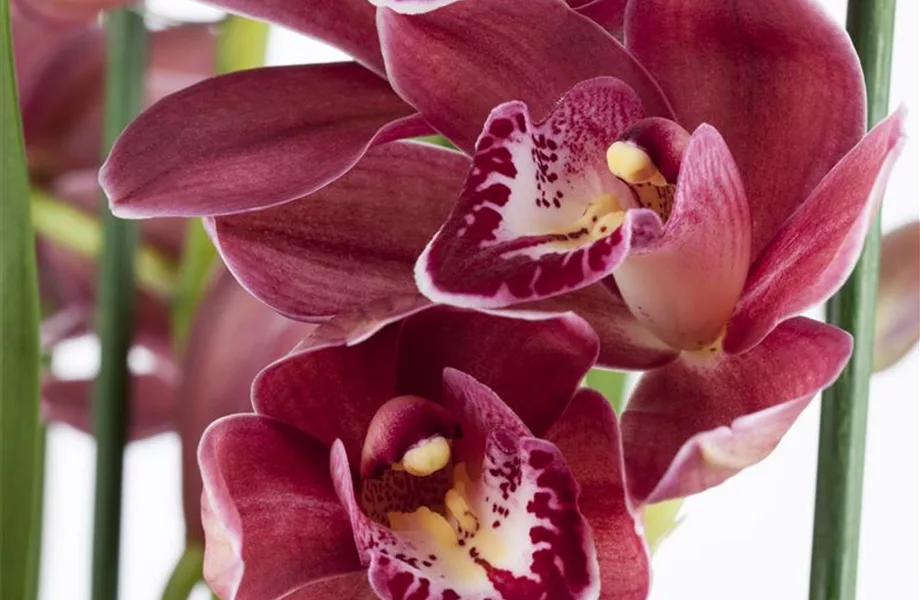 Die Königin der Zimmerpflanzen – Orchideen