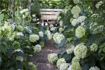 Schattengarten – Tipps zur Gestaltung