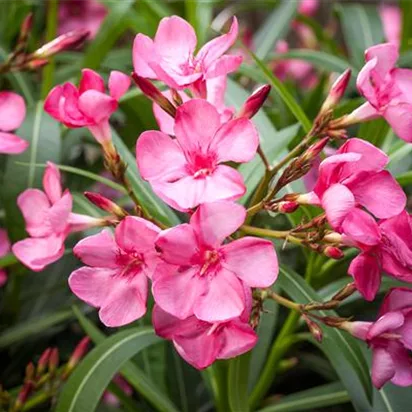 Oleander selber vermehren