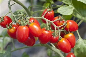 Tomaten ausgeizen