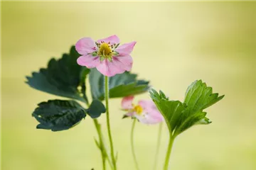 Erdbeeren 