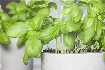 Basilikum auf der Fensterbank richtig pflegen