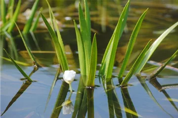 So machst du deinen Miniteich winterfit