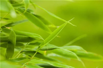 Bambus: prächtiges Gras aus Asien