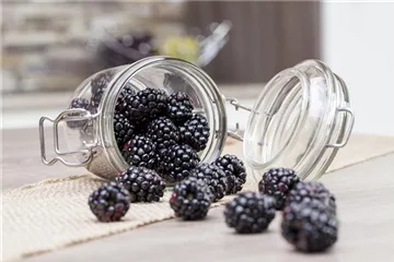 Obst im Kübel: Brombeeren