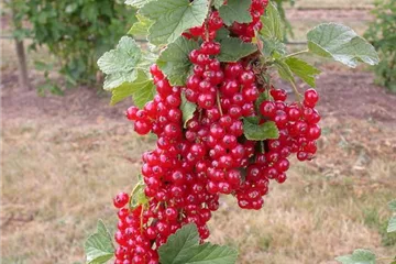 Johannisbeeren im Kübel